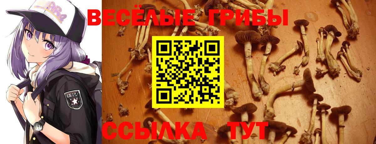 Галлюциногенные грибы Cubensis  Вход с VPN  Саров 